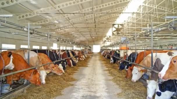 牛と近代的な農場のインテリア 牛舎で干し草を食べる酪農牛の2列 概念生態学 バイオ製品 — ストック動画