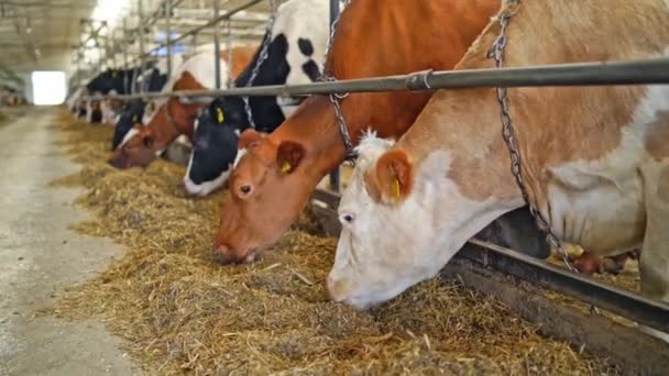 Vacas Alimentándose Establo Primer Plano Vacas Que Comen Heno Dentro — Vídeo de stock