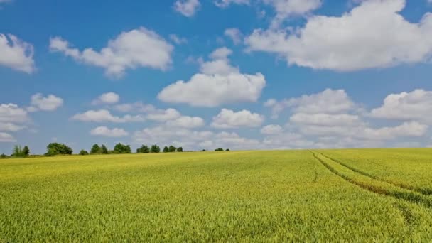 Vliegen Het Groene Veld Het Voorjaar Drone Laag Zicht Landbouwgrond — Stockvideo