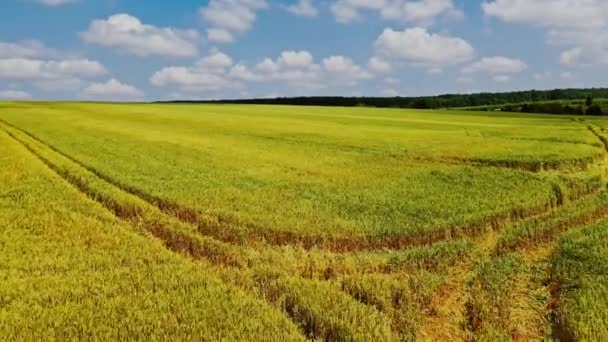 Vuelo Avión Tripulado Sobre Las Jóvenes Plantas Verdes Campo Escena — Vídeos de Stock