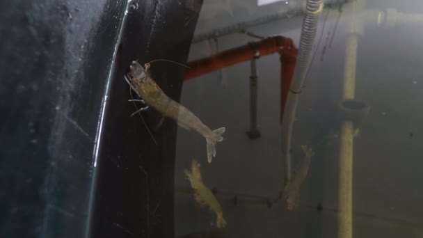 虾养殖场 大型对虾在现代农场的水里游来游去 后续行动 — 图库视频影像