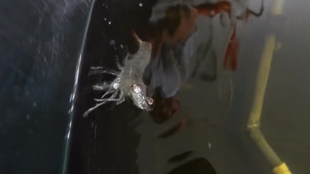 Detailní Pohled Velké Živé Krevety Vodě Krevetový Chov Uvnitř — Stock video