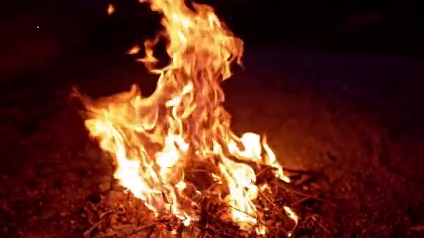 黑衣巫婆在靠近火的仪式上 万圣节的概念 — 图库视频影像