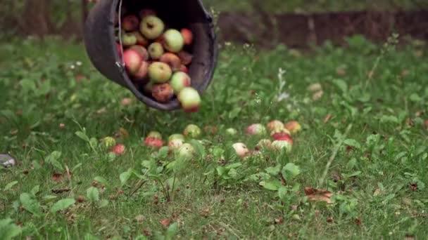 Érett almák ömlenek a vödörből a fűre. Kezek kezében fekete vödör gyümölcsökkel és szétszórva a földön nyáron.