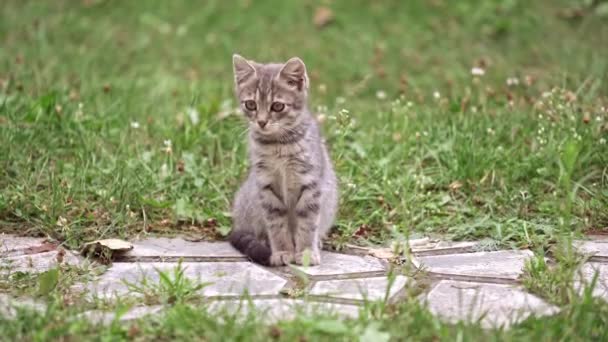 草の中の灰色の子猫 緑の芝生の間の歩道に座って怖がって小さな猫 美しい灰色の子猫自然 — ストック動画