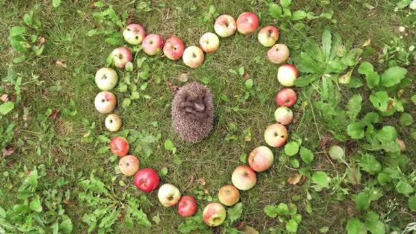 Igel Schlafen Gras Umgeben Von Äpfeln Saftige Äpfel Herzform Auf — Stockvideo