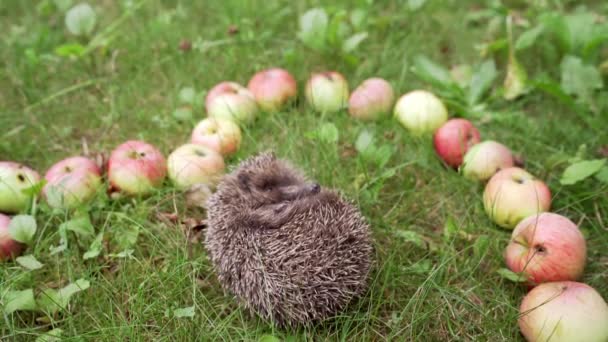 Stacheliger Igel Der Zwischen Frischen Äpfeln Schläft Schön Auf Gras — Stockvideo