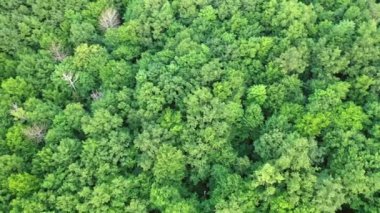 Tropikal bir yağmur ormanının üzerinde güzel bir drone videosu. Ormanlık arazinin yeşil doğal manzarası. Kamera bir daire içinde hareket eder.