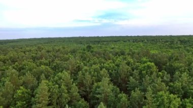 Güzel yeşil bir ormanın doğal hava manzarası. Yazın çam ağaçlarının üzerinde uçmak. Kamera ileri gider.
