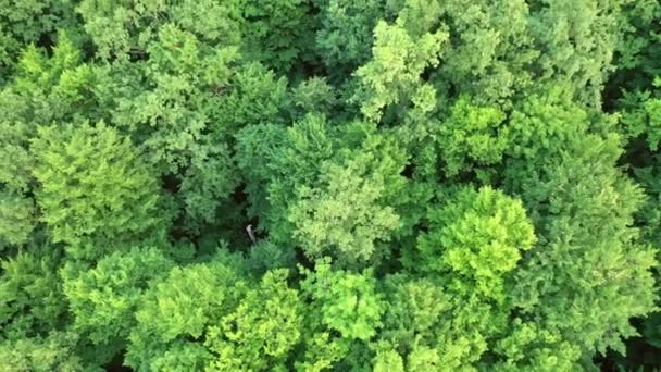 夏の日に屋外の緑の木の上 空中展望 高密度混合木の上の緑の森から立ち上がるカメラの動き — ストック動画
