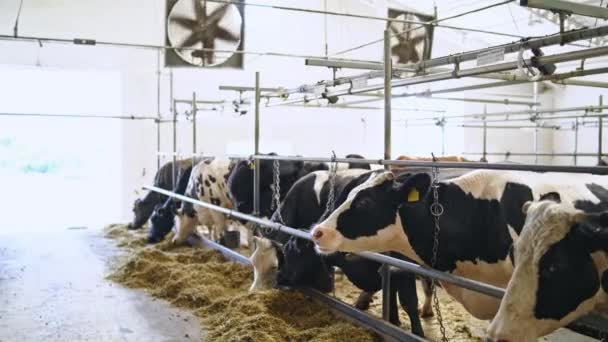 牛は牛小屋の中で干し草を食べる 酪農家の納屋で行に立って 乾燥した草を食べる酪農牛 農場の家畜 — ストック動画