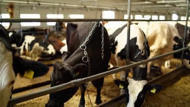 Ряд Разных Коров Коровнике Многие Молочные Коровы Стоят Фермерском Амбаре — стоковое видео