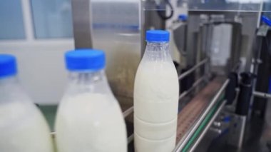 Süt şişeleri konveyör hattında. Süt ve mavi kapaklı şişeler modern bir mandıra fabrikasında otomatik taşıma bandında hareket ediyor..