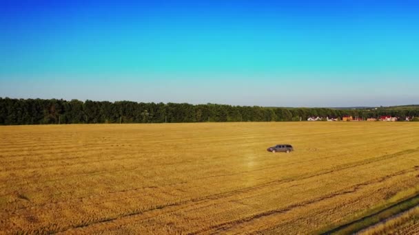 美丽的金色田野在乡村 一辆汽车在兜圈子 田野里的干草上有个无人机 一辆汽车在上面行驶 — 图库视频影像