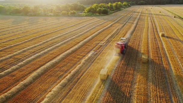 Quadratische Ballen Auf Dem Gelben Feld Traktor Ballt Sommer Heu — Stockvideo