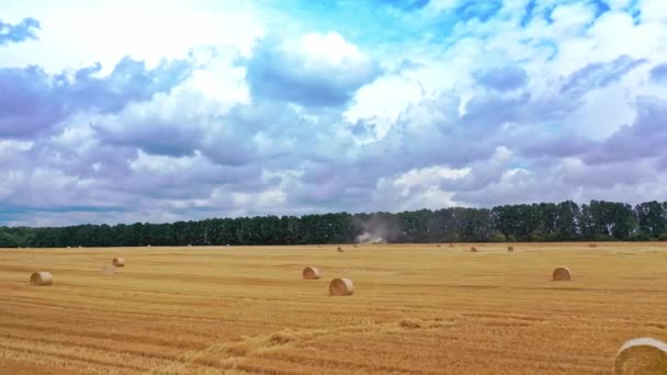 Jordbruksmark Med Många Pressade Balar Sommaren Runda Foderbalar Åkermarken Gula — Stockvideo