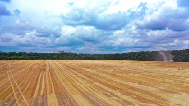 Campo Amarillo Fondo Del Bosque Verde Bajo Cielo Azul Vuelo — Vídeos de Stock