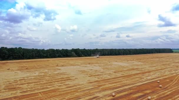 夏の日に黄金のフィールド上の空中ビュー 農地に寝そべっている家畜のための丸い乾燥した俵 モーションカメラのトップダウン — ストック動画