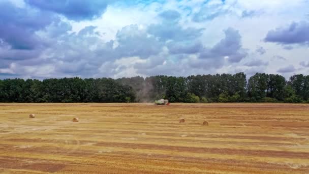 黄色的田野上有稻草包的空中景色 季节性的工作在农村地区 许多圆捆的干草躺在田里 相机移回 — 图库视频影像
