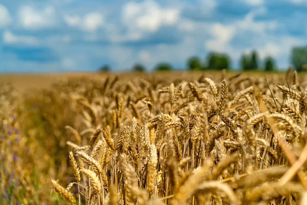 Спелая Пшеница Против Красивого Неба Облаками Золотая Пшеница Выборочный Фокус — стоковое фото