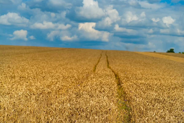 Золотая Пшеница Готова Сбору Пшеница Растет Фермерском Поле Голубым Небом — стоковое фото