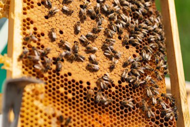 Arı kovanında bal peteği üzerinde çalışkan arılar. Arı ve ballı bal peteği