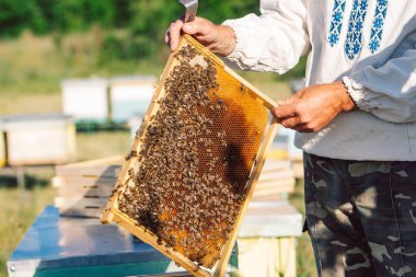 Arı yetiştiricisi arıda çalışıyor. Arıcılık konsepti. Arıcı bal topluyor.