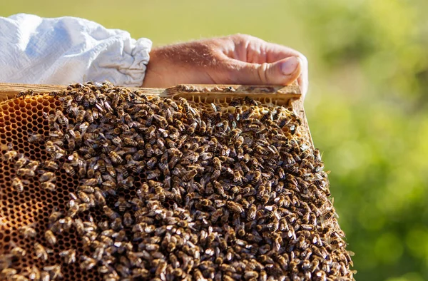 Μαζεύω Μέλι Από Κηρήθρες Αρπακτικό Πλαίσια Μιας Κυψέλης — Φωτογραφία Αρχείου