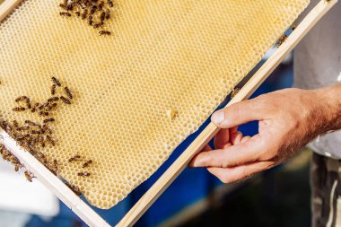 Arı yetiştiricisi arılarla ve arı kovanlarıyla çalışıyor. Arı kovanının çerçeveleri