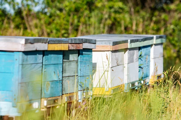 Hives Een Bijenstal Met Bijen Die Naar Landingsplaatsen Vliegen Bijenteelt — Stockfoto