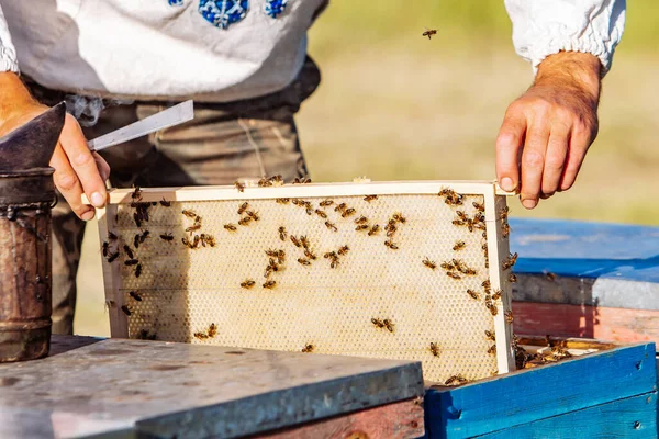 Пчеловод Работает Пасеке Концепция Пчеловодства Пчеловод Собирает Мед — стоковое фото
