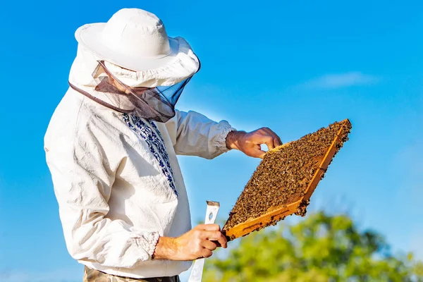 Giovane Apicoltore Che Lavora Nell Apiario Concetto Apicoltura Miele Apicoltore — Foto Stock