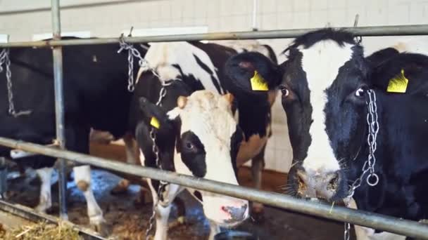 牛舎の牛乳牛 納屋の中の黒と白の牛 農場の酪農動物 — ストック動画