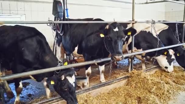 Vacas Negras Establo Máquina Ordeño Que Extrae Leche Una Vaca — Vídeo de stock