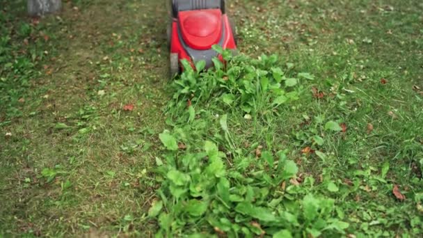 Roter Rasenmäher Elektrische Maschine Mäht Grünes Gras Garten Nahaufnahme — Stockvideo