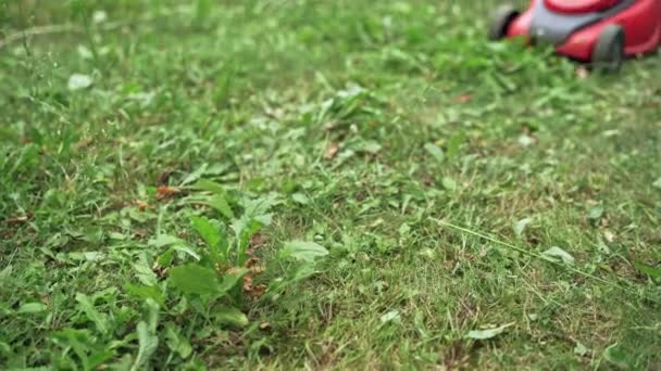 Zeitlupe Des Rasenmähers Auf Dem Boden Rote Elektromaschine Mäht Sommer — Stockvideo
