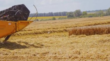 Kırsal alan. Tahıl hasat sürecinde hasat. Buğday olgunlaşmış. Tahıl hasadı, mahsul, tarla, bitki, toplama. Seçici odaklanma. Yan taraftan video