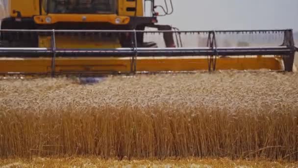 Поєднуйте Комбайни Дії Пшеничному Полі Процес Збору Стиглого Врожаю Поля — стокове відео