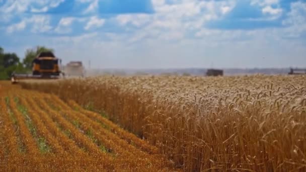 Sommerweizenernte Roggen Mähdrescher Arbeiten Auf Goldweizenfeldern Roggen Mais Erntemaschinen Auf — Stockvideo