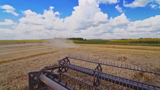 Erntemaschine Bei Der Feldarbeit Mähdrescher Landmaschinen Ernten Goldene Reife Weizenfelder — Stockvideo