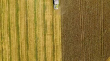 Altın tarlada çalışan hasatçıyı birleştirin. İHA sahada uçuyor. Tarım sektöründeki hasat makinesi açık havada çalışıyor. Hava görünümü.