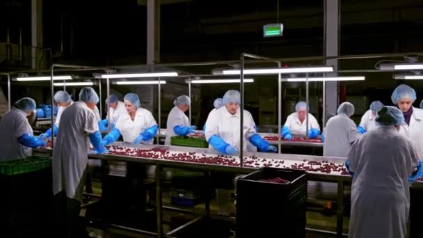 熟れたチェリーを分類する従業員 コンベアベルト上のベリーを選択する特別な均一な労働者 屋内食品工場の背景 — ストック動画