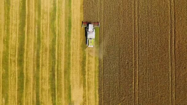 농지에 트랙터를 공중에서 것이다 수확기에 수확을 농부들은 황금빛 밭에서 수확물을 — 비디오