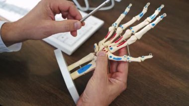 Erkek doktor el iskeleti modelini tutuyor. Uzman, parmak eklemlerinin yapay modeldeki çalışmalarını açıklıyor. Tıbbi bakım konsepti.