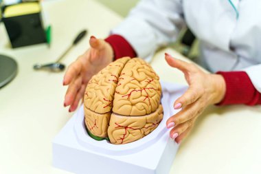Masada insan kafası anatomisi modeli var. İnsan beyninin anatomisi. Seçici odak