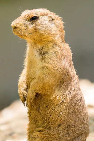 Çayır köpeği'ni nöbet