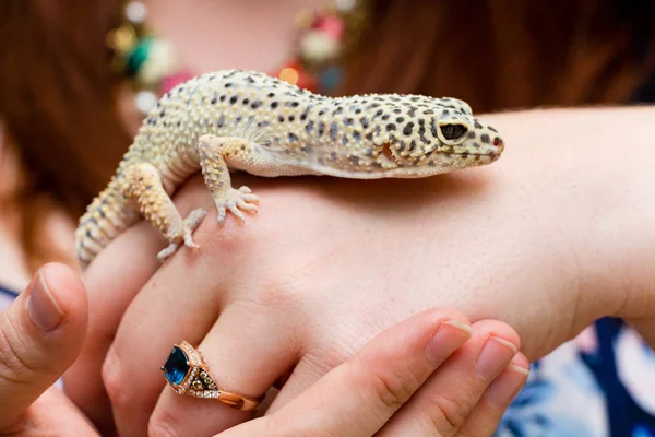 Leopar Gecko Tırmanma insan el üzerinde