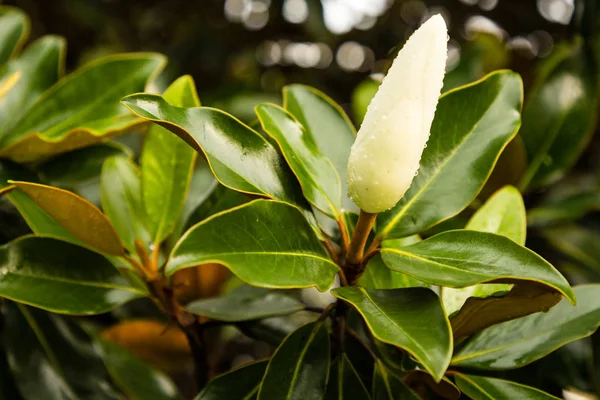 Manolya Bud yağmur damlaları ile