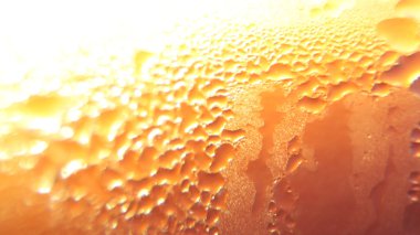 kombutcha yeşil çay