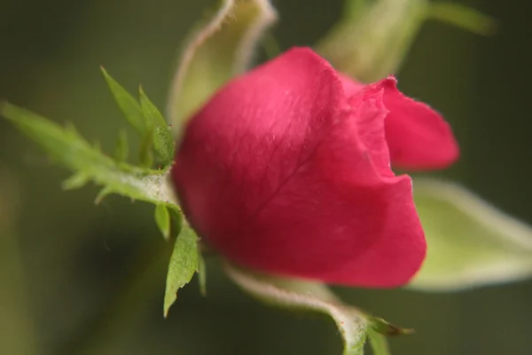 Macro of pink rose — Stock Photo, Image